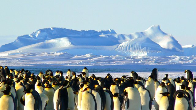 Pingvin szavunk eredete