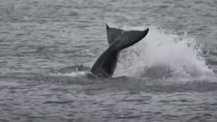 GECC: Tízméteres bálna úszkál a Szajnában