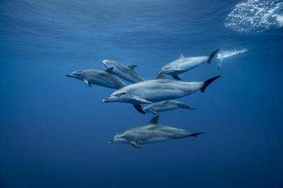Bizarr módon ismerik fel egymást a delfinek: nem egymás hangja alapján döntenek