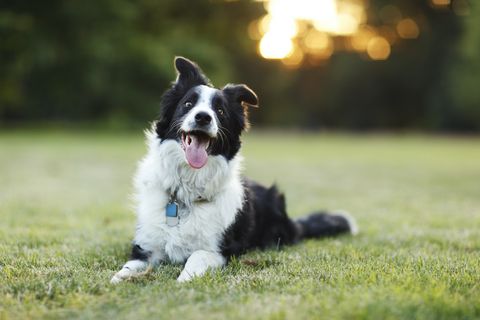 9 jel, hogy a kutyád igazán boldog melletted: a testbeszéde mindent elárul
