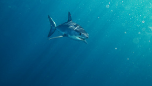 Újabb cápatámadás a Vörös-tengernél, Hurghadánál lezárták a strandot