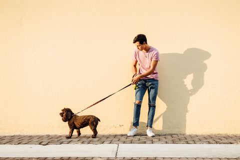 Miért ennyire veszélyes kánikulában aszfalton sétáltatni a kutyát? Égési sérüléseket is okozhat a 30 fok feletti hőmérséklet