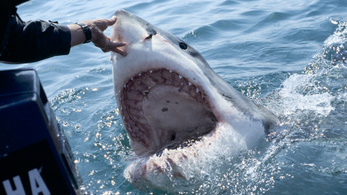 Hogyan lehet kivédeni egy cápatámadást?