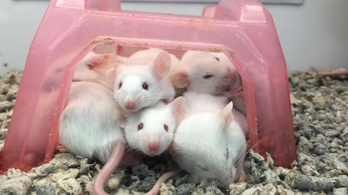 Fagyasztva szárított bőrsejtekből klónoztak egeret