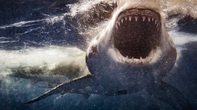 Ilyen tanácsokat adnak cápatámadás esetére az internet szakértői