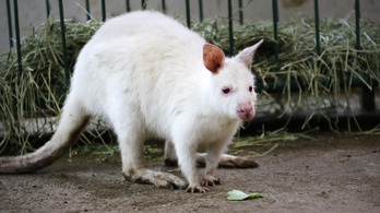 Veszélyeztette az autós forgalmat, kilőttek egy ritka, fehér kengurut Németországban