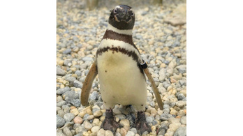 Elpusztult a világ egyik legidősebb pingvinje