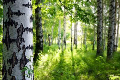 Gyönyörű gímszarvascsorda a barcsi erdőben: csodaszép fotó készült