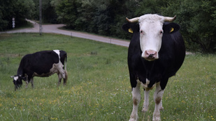 Gümőkórt azonosítottak a Komárom-Esztergom megyei szarvasmarhák között