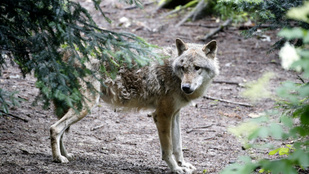 Védett farkasokat lőttek ki Svájcban