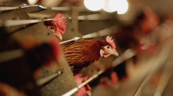 Csirkék milliói pusztulnak el feleslegesen