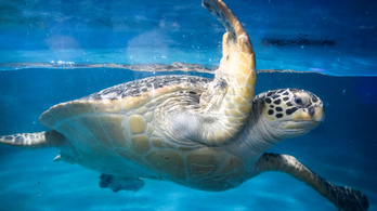 Több mint harminc veszélyeztetett tengeri teknőst találtak élettelenül egy japán szigeten
