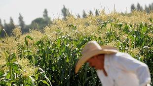 Miért kell minket megvédeni a GMO-tól?
