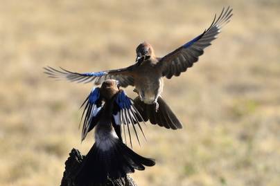 Zseniális pillanatot kapott el a magyar fotós: a két veszekedő madár tánca