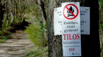 Lángra kaphatnak az erdők Budapest környékén is