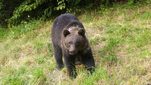 Kiadták a figyelmeztetést, medvék ólálkodnak Tusnádfürdőn