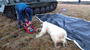 Konzervdoboz akadt a jegesmedvebocs nyelvébe, az emberekhez menekült segítségért