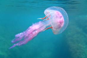 A medúza, aki 200 évig él és minden nehéz nap után megfiatalodik – Akarsz te is ilyen életet?