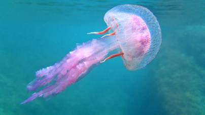 A medúza, aki 200 évig él és minden nehéz nap után megfiatalodik – Akarsz te is ilyen életet?