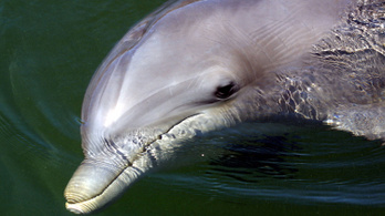 Harapós delfin tartja rettegésben a fürdőzöket Japánban