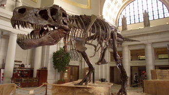 Eladták a Tyrannosaurus rex ősének 76 millió éves csontvázát
