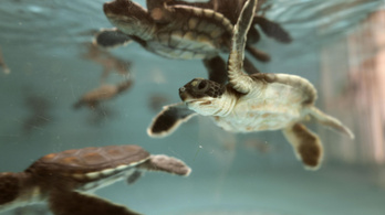Egy apró tengeri teknős hat napig műanyagot ürített a megmentése után