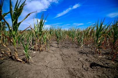A drámai szárazság miatt rendkívüli intézkedéseket hozott a kormány: „Az Alföldön tragikus a helyzet”