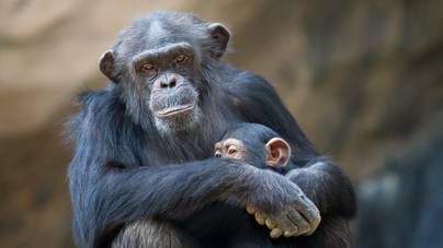 Titkos kézfogással üdvözlik egymást a csimpánzok: meglepő állati szokások és rituálék