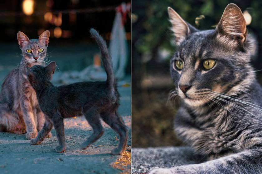 Ciprus kóbor macskáit örökíti meg a fotós - Gyönyörű képeket készít az utcán élő cicákról