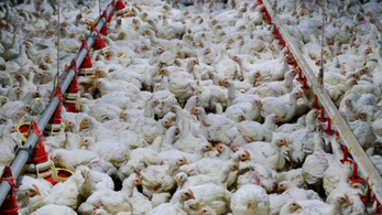Több millió ipari csirke pusztult el a hőhullám miatt a brit telepeken