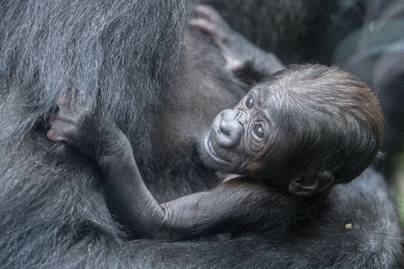 Teljesen emberien viselkedett a gorilla: a bámulatos pillanatokat videóra is vették