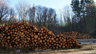 A miniszter elmagyarázta, hogy miért enyhítettek a fakitermelés szabályain