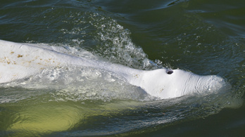 GECC: Kifejezetten rosszkedvű és alultáplált a Szajnában rekedt bálna, enni sincs kedve