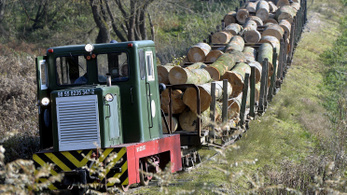Petíciót indít az LMP a fakitermelés fokozása ellen