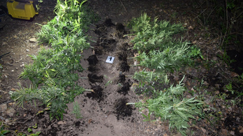 Erdőben termesztett drogültetvényt számolt fel a rendőrség