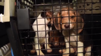 Megmentettek négyezer beagle-t, gyógyszerkísérletre akarták használni őket