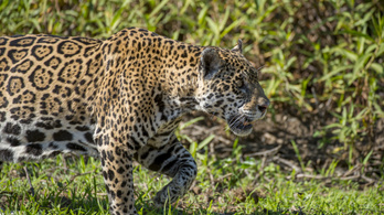 Mit sem ér a határzár, átjutnak a jaguárok