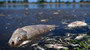 Több tonna haltetemet halásztak ki Lengyelország második leghosszabb folyójából