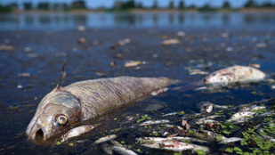 Több tonna haltetemet halásztak ki Lengyelország második leghosszabb folyójából