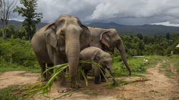 Évi 20 ezer elefántot mészárolnak le, tragikus a helyzet