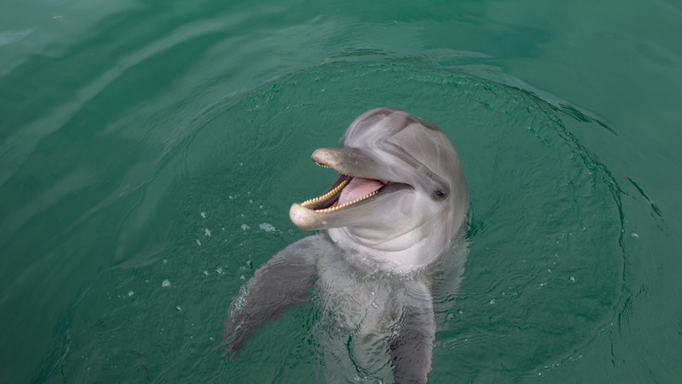 Újra lecsapott a delfin Japánban, két fürdőzőt is súlyosan megsebesített