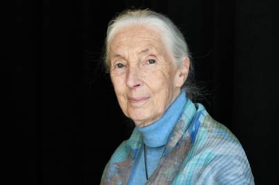Jane Goodall személyesen üzent a magyaroknak: az új erdőtörvényről beszélt