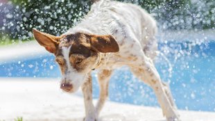 A kutyák nem tudnak izzadni! 8 dolog, amivel megelőzheted a hőgutát 