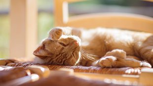 A macskák is leéghetnek a napon: gyorsan komoly baj történhet