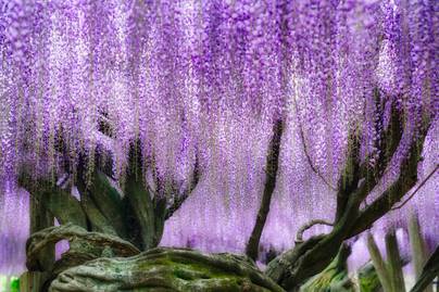 Olyan, mintha mesevilágba vinne a világ legszebb alagútja: csodás lilaakácok keretezik be a teret