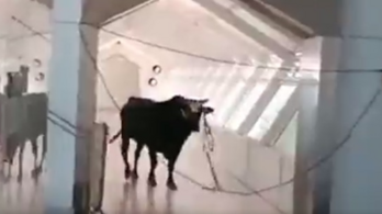 Beszökött egy bika egy izraeli bank irodaházába