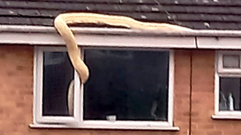 Hatalmas fehér kígyó mászott be a hálószoba ablakán egy családhoz