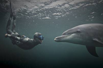 A 14 éves fiút percek választották el a haláltól - Elképesztő történetek hős delfinekről, akik életeket mentettek