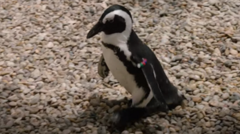 Speciális ortopéd cipőt kapott egy beteg pingvin