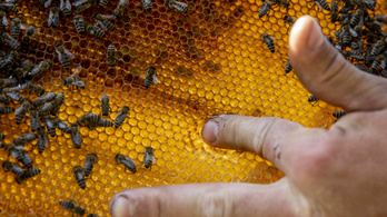 Hamis mézeket árulnak a szupermarketek